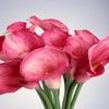 pinkcallalilies